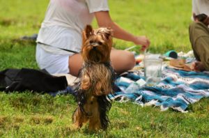 picnic date