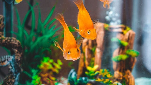 fish